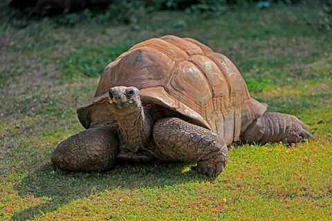 Aldabra giant tortoise (Aldabrachelys gigantea), adult, foraging, Seychelles