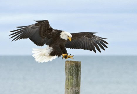 Bald Eagle (Haliaeetus leucocephalus), Alaska, USA