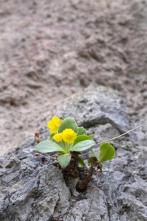 Auricle or Platenigl (Primula auricula), with flowers, Kundler Klamm, Kundl, Tyrol, Austria