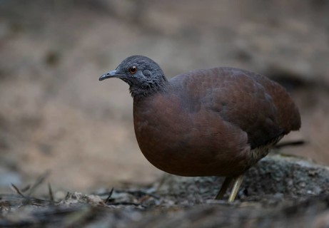 Brown Tinamou (Crypturellus obsoletus), Atlantic rainforest, Brazil