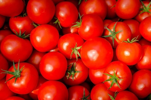 Wittichenau, Oberlausitz, Saxony, Germany - Tomato harvest on the Domanja farm and vegetable farm,