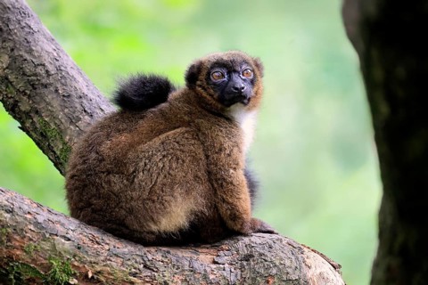 Red-bellied lemur (Eulemur rubriventer), adult, female, on tree trunk, alert, Madagascar