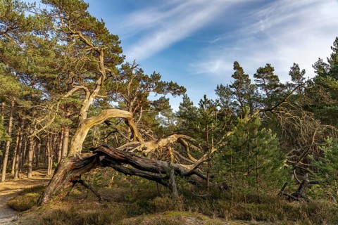Darß Primeval Forest in Darßer Ort, Western Pomerania Lagoon National Park, Mecklenburg-Western