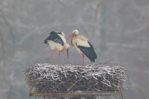 White Stork (Ciconia ciconia) pair on nest, North Rhine-Westphalia, Germany