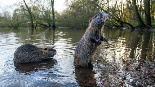 Nutria (Myocastor coypus) in a body of water, Osnabrück, Lower Saxony, Germany