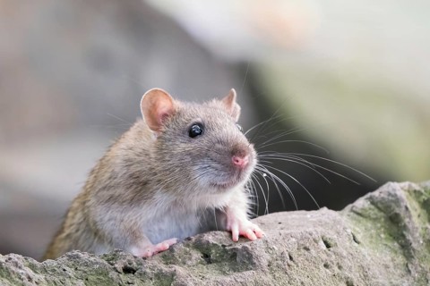 A juvenile Norway rat (Rattus norvegicus) resting on the edge of a stone with clearly recognisable