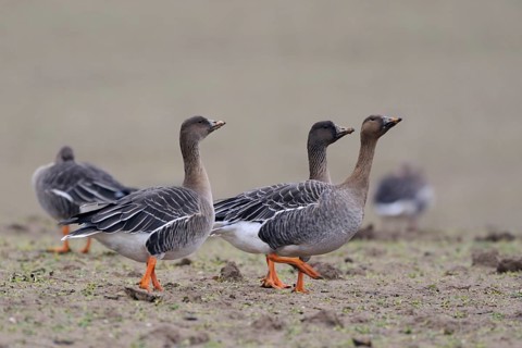 Taiga Bean Goose (Anser fabalis) group in field, North Rhine-Westphalia, Germany