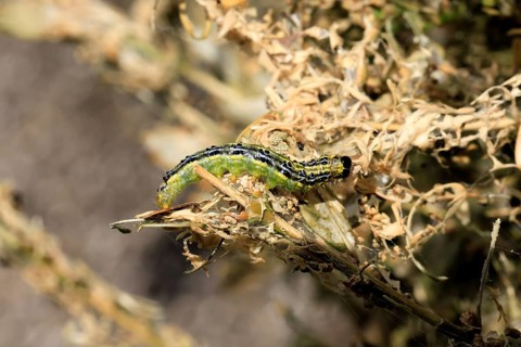 Box tree moth (Cydalima perspectalis), caterpillar, feeding on boxwood, clear feeding, Ellerstadt,