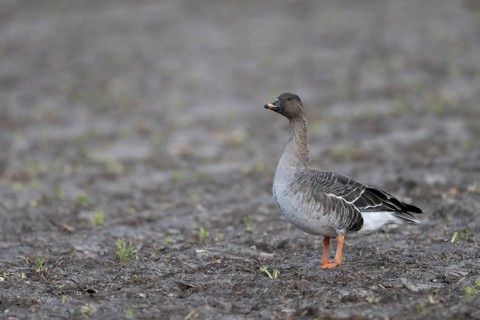 Bean goose, Bean goose (Anser fabalis), Texel, Netherlands