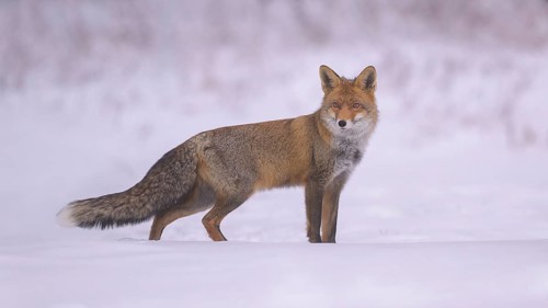 Red fox (Vulpes vulpes), in a snowy landscape on a hazy, foggy winter day, biosphere reserve,
