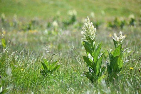 White germer (Veratrum album) on the plateau of the Etrachböden, Sölktäler, Niedere Tauern, Styria,