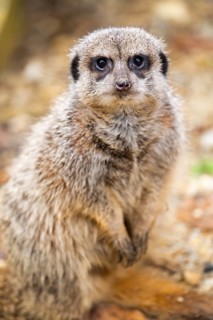 Meerkat (Suricata suricatta) standing sweet and curious in the desert, captive, occurrence Africa