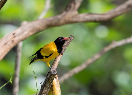 Black-headed oriole (Eurasian Golden Oriole xanthornus), Kaeng Krachan National Park, Thailand