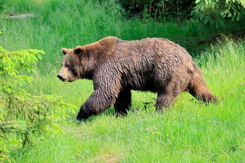 Eurasian brown bear (Ursus arctos arctos), adult, female, running, foraging, alert, in summer,
