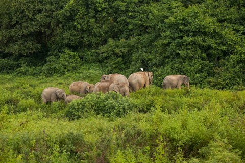 Indian elephants (Elephas maximus indicus), Khiri Khan, Hua Hin, Kui Buri National Park, Thailand