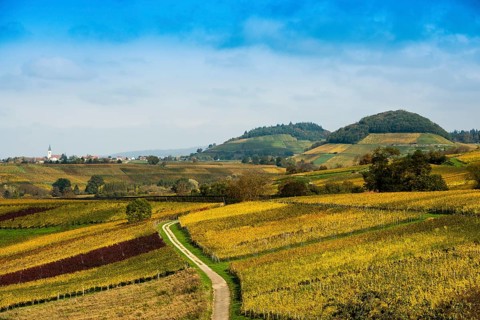 Hilly landscape with vineyards in autumn, Ballrechten-Dottingen, Breisgau, Markgräflerland, Black