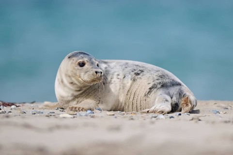 Grey seal (Halichoerus grypus) youngster lying on the beach, Düne, Helgoland, Schleswig-Holstein,