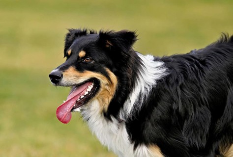 Mixed breed dog between Border Collie and Australian Shepherd jumps across meadow, Switzerland