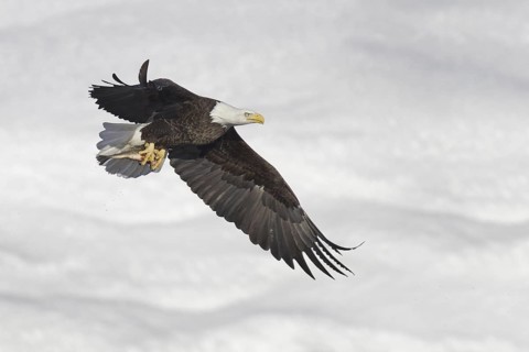Bald Eagle (Haliaeetus leucocephalus) flying, Iowa, USA