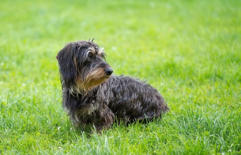 Rough-haired dachshund (Canis lupus familiaris) female, 2 years old, animal portrait, sitting on a