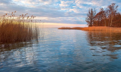 Untouched nature on the banks of Lake Müritz at sunset, reeds and trees in evening light,