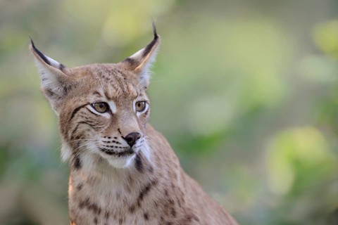 Eurasian Lynx (Lynx lynx) adult portrait, North Rhine-Westphalia, Germany