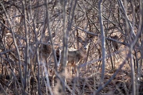 Detroit, Michigan - White-tailed deer (Odocoileus virginianus) in the woods on Belle Isle, a state