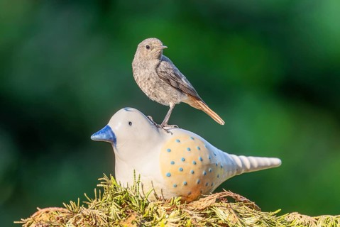 Black redstart (Phoenicurus ochruros), female sitting on a ceramic bird in the garden, Lower