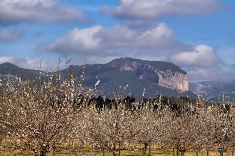 Almond blossom, almond trees, plantation, Tramuntana mountains behind, Serra de Tramuntana, Alaró,