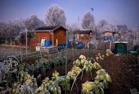 Vegetable growing, cabbage, garden house, garden shed, allotment garden, allotment garden site,