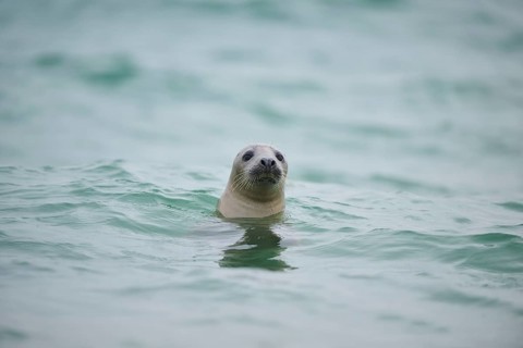 Grey seal (Halichoerus grypus) looking out of the water while swimming in the sea, Düne, Helgoland,