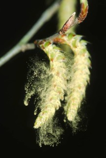 Hazelnut bush (Corylus avellana) Pollen from the flower catkins of the hazelnut bush, North