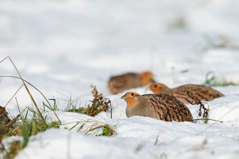 Grey Partridge (Perdix perdix) perched on snowy field, North Rhine-Westphalia, Germany