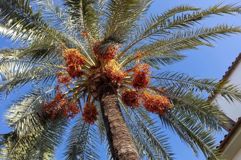 Palm tree with ripe dates, clear view against blue sky and sunshine, tropical atmosphere, Cordoba