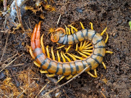Megarian banded centipede (Scolopendra cingulata), Megarian banded centipede, Mediterranean banded