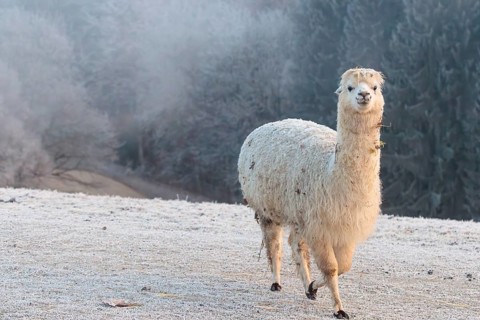 Alpaca (Vicugna pacos), white animal, adult animal, female animal, standing, frost-covered meadow,