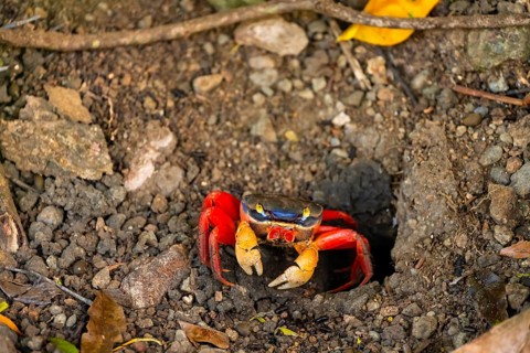 Harlequin crab (Cardisoma armatum), Manuel Antonio National Park, Puntarenas district, Costa Rica