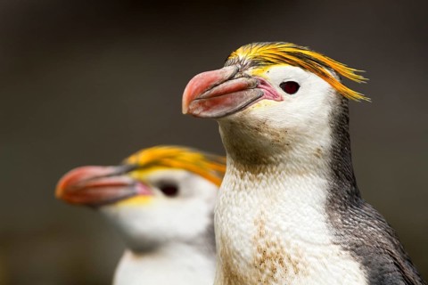 Royal Penguin (Eudyptes schlegeli), Macquarie Island, Australia