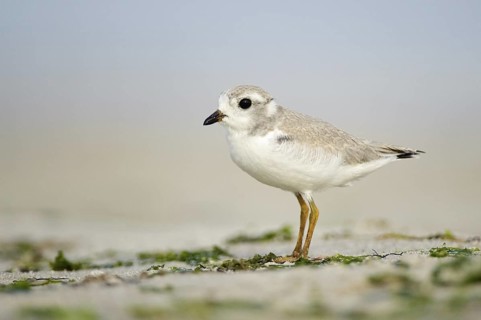 Piping Plover (Charadrius melodus), Texas, USA