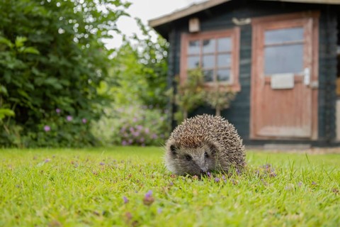 European hedgehog (Erinaceus europaeus) adult animal on a garden grass lawn in spring with a shed