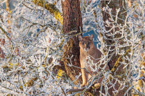 An adult female cougar (Puma concolor) sits high up in a frost-covered oak tree on a sunny, cold