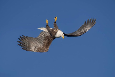 Bald Eagle (Haliaeetus leucocephalus) hunting, Alaska, USA