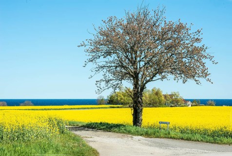 Tree at small country road through blooming rapeseed fields and with the Baltic Sea behind at