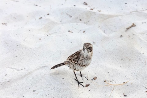 Galápagos mockingbird (Mimus parvulus, syn.: Nesomimus parvulus), Galapagos, Ecuador