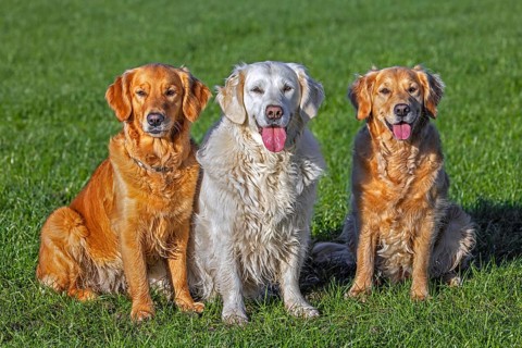 Golden retriever dog with cream coloured coat sitting outside amongst two golden retrievers in