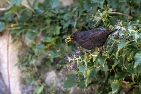 Blackbird (Turdus merula), male, eating the berries of ivy, Stans, Tyrol, Austria