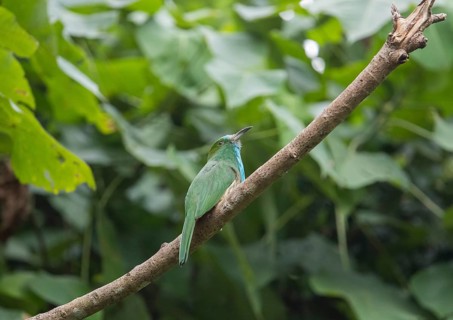 Bluebearded Bee Eater (Nyctyornis athertoni), Kaeng Krachan National Park, Thailand