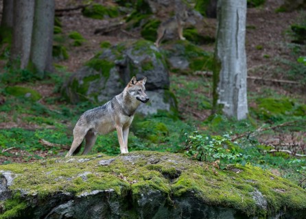 Wolf (Canis lupus) standing on a moss-covered rock and looking attentively, captive, Bavarian
