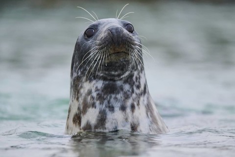 Grey seal (Halichoerus grypus) looking out of the water while swimming in the sea, Düne, Helgoland,