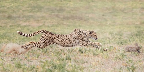 Cheetah (Acinonyx jubatus) running and hunting rabbit, Castile-La Mancha, Spain
